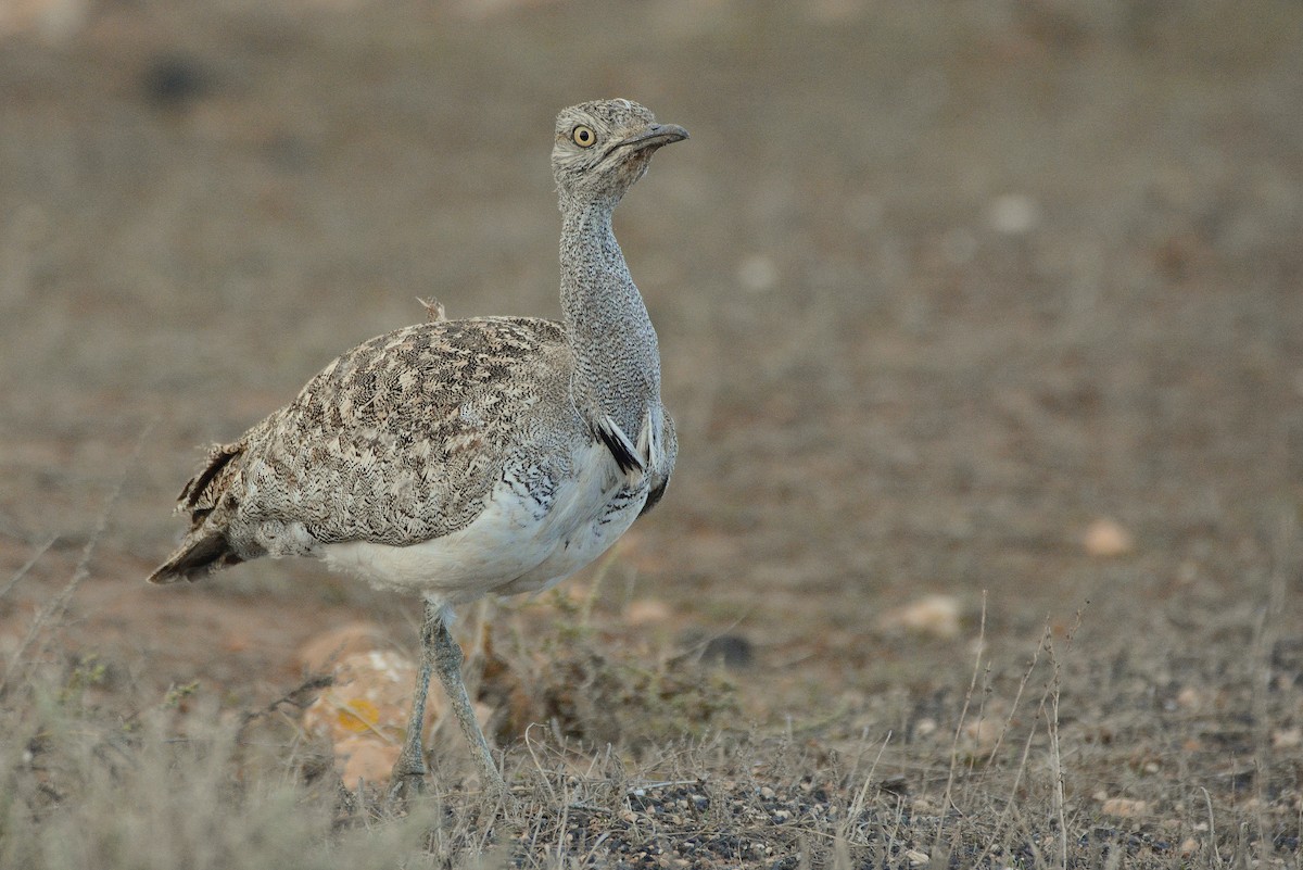 Saharakragentrappe - ML644414087