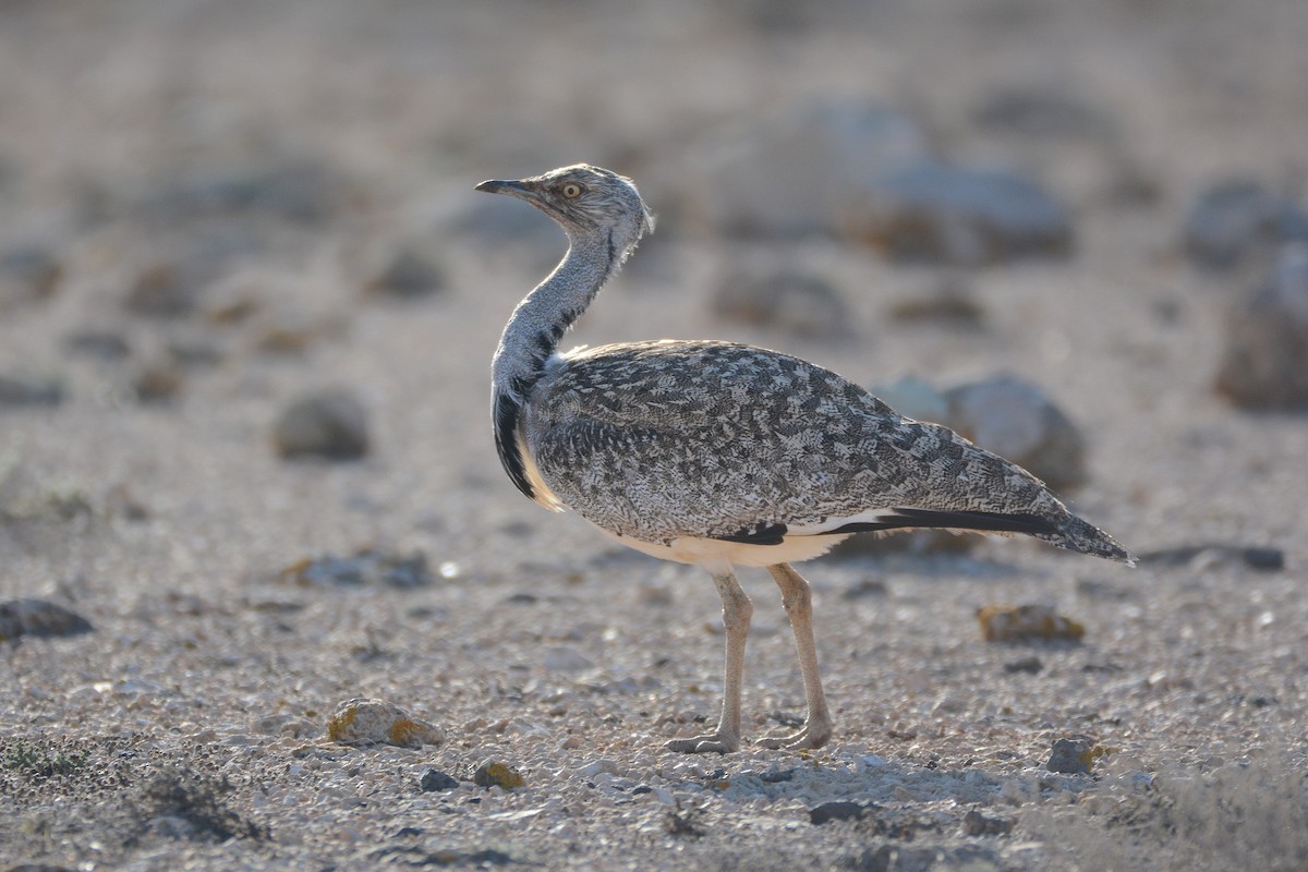 Saharakragentrappe - ML644414094