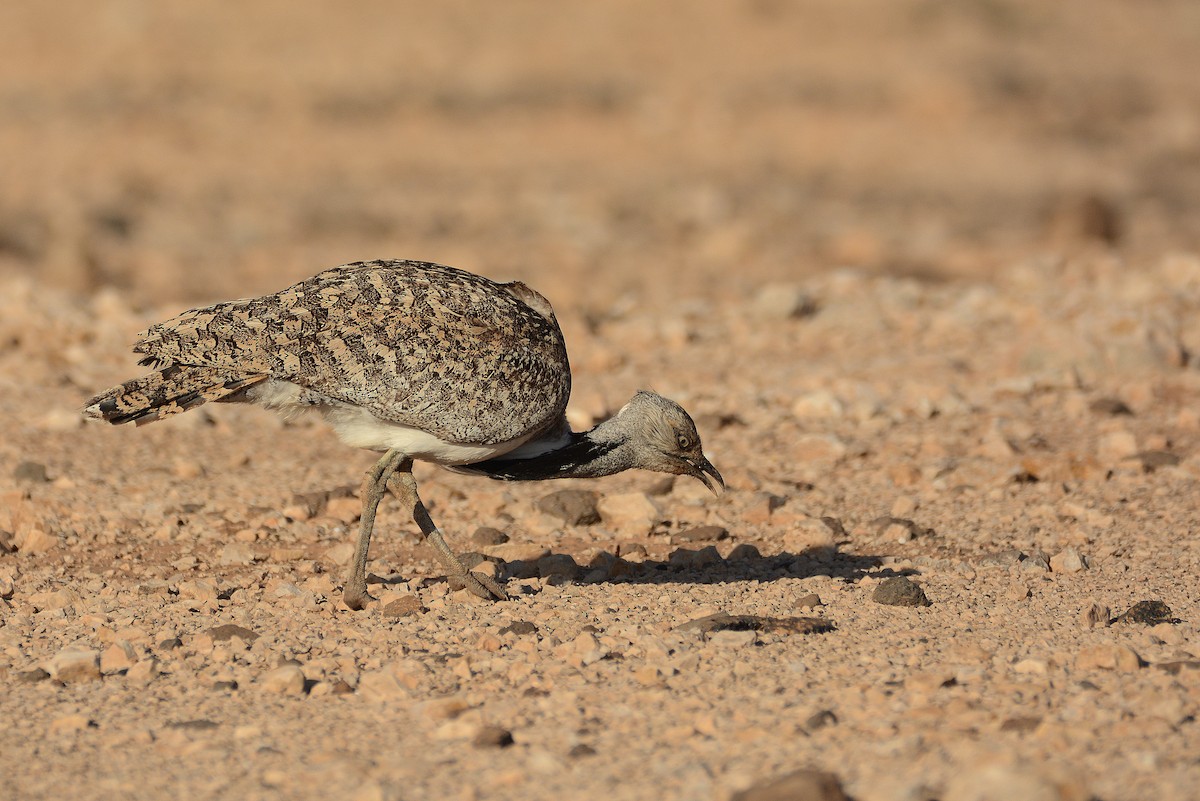 Saharakragentrappe - ML644414095