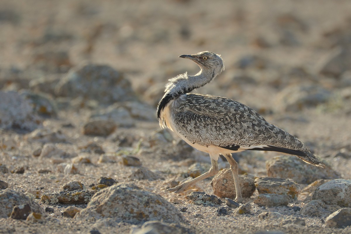 Saharakragentrappe - ML644414096