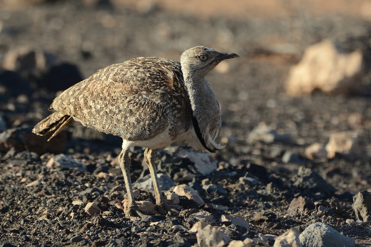 Saharakragentrappe - ML644414097