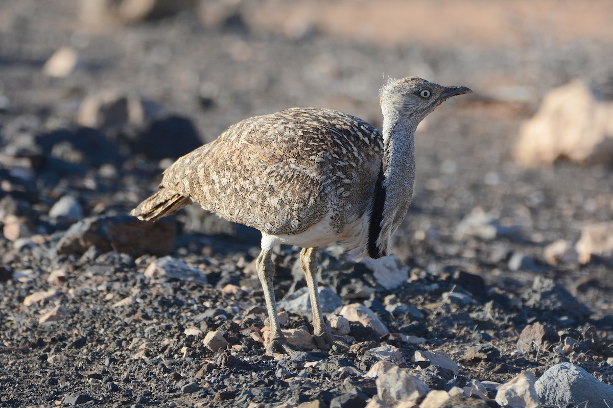 Saharakragentrappe - ML644414098