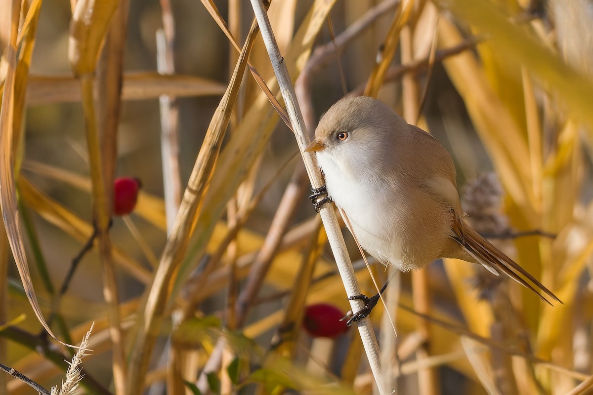 ヒゲガラ - ML644414104