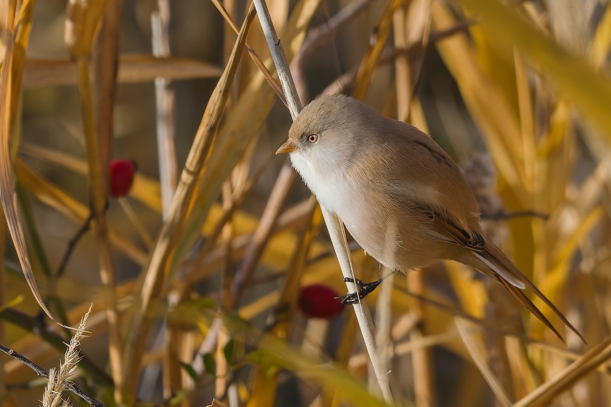 ヒゲガラ - ML644414105