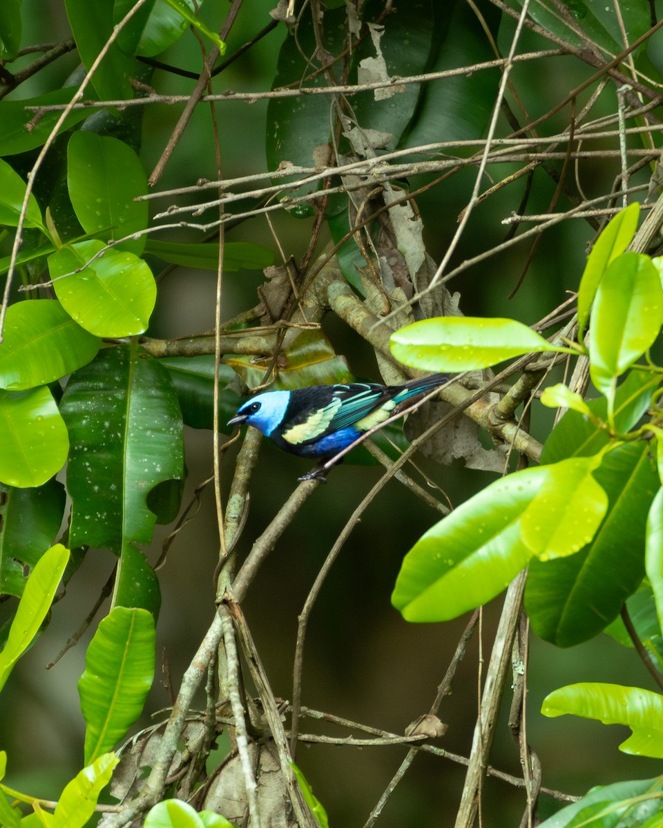 Blue-necked Tanager - ML644414108