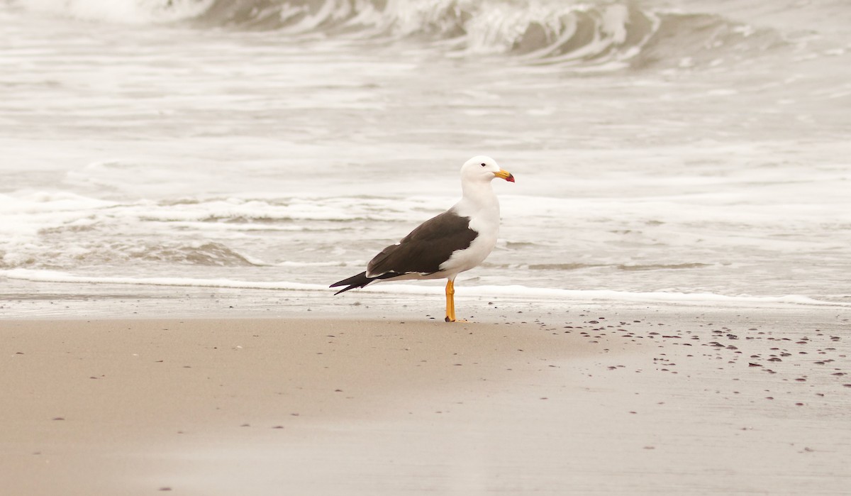 Goéland siméon - ML644414111