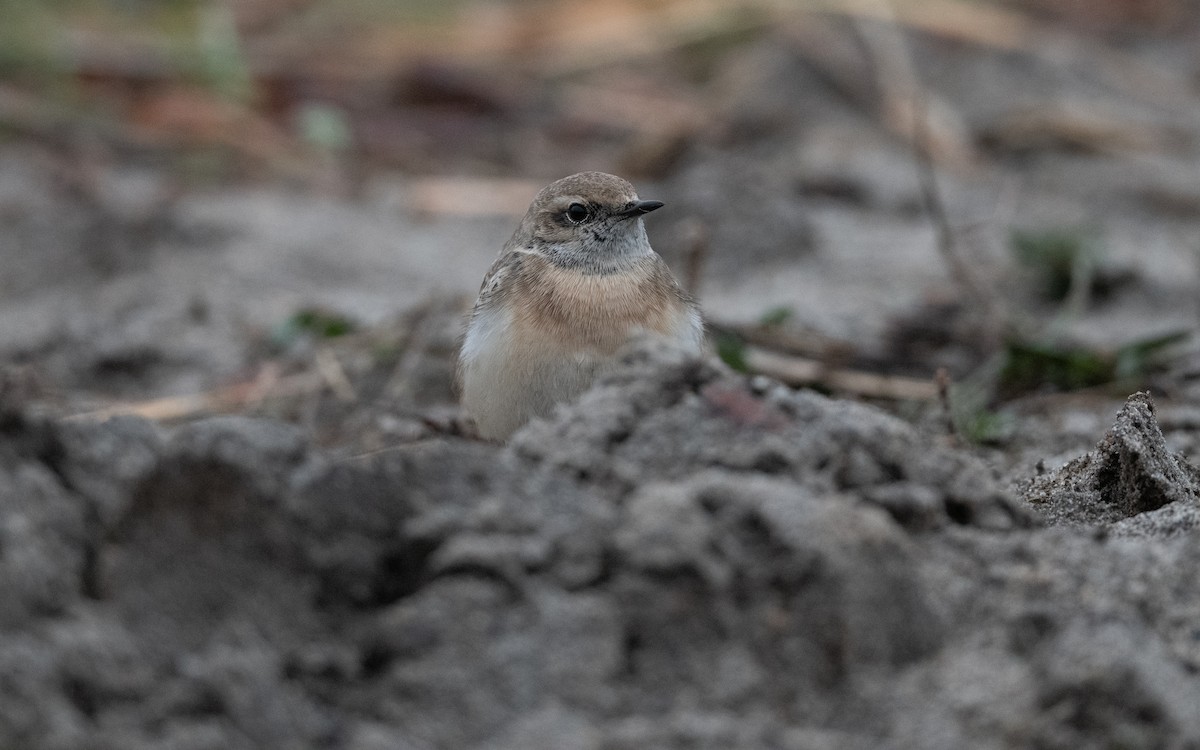 Pied Wheatear - ML644414129