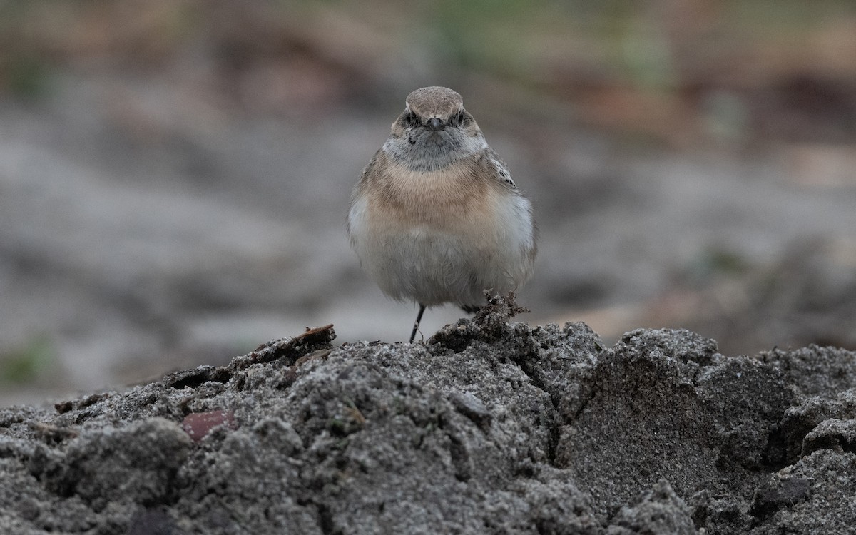 Pied Wheatear - ML644414130