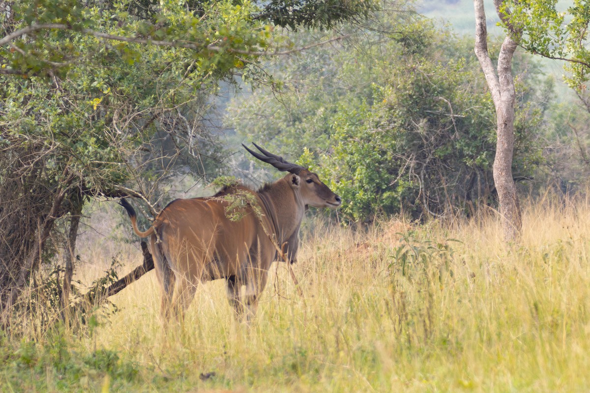 Common Eland - ML644414131