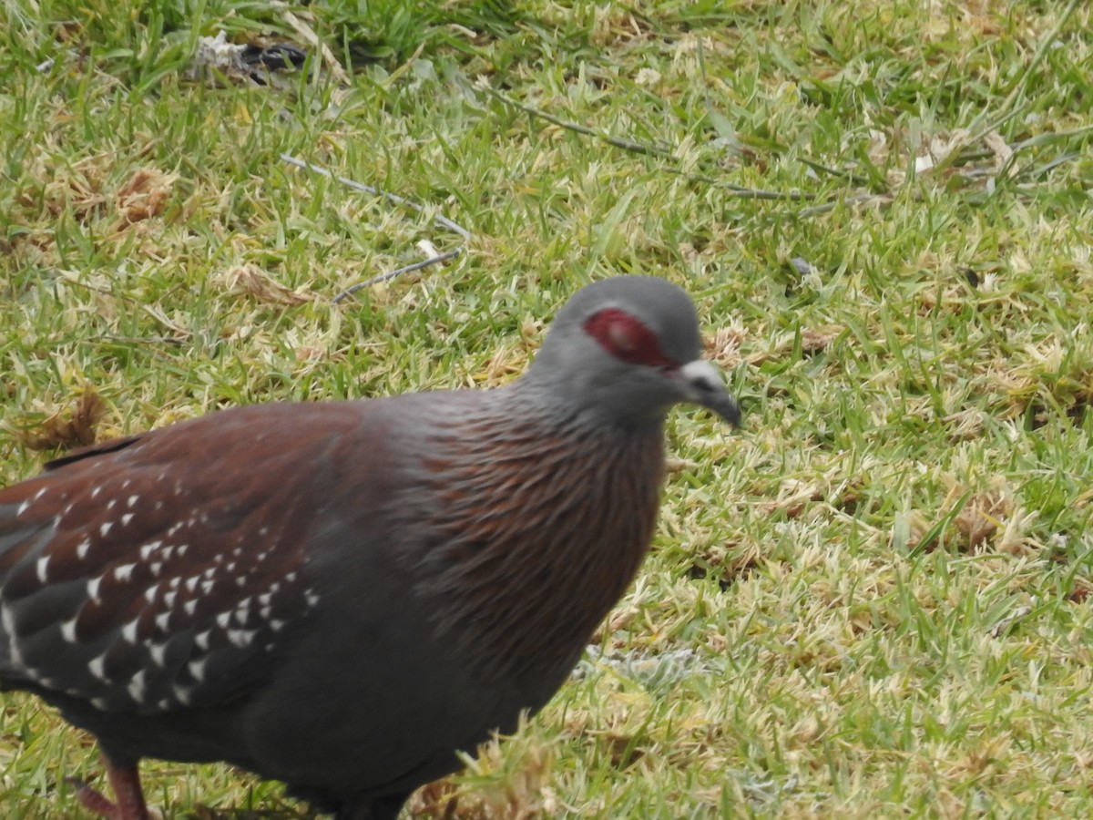Speckled Pigeon - ML644414138