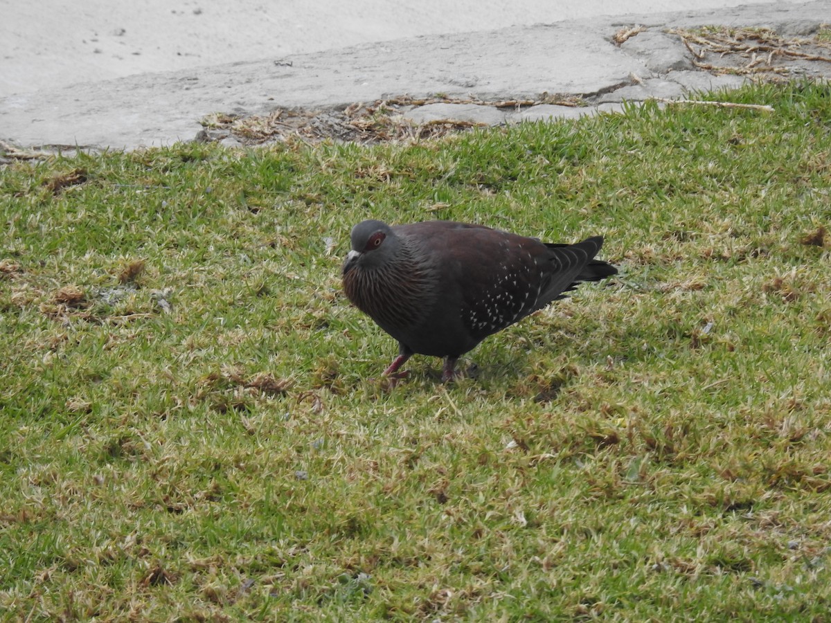 Speckled Pigeon - ML644414139