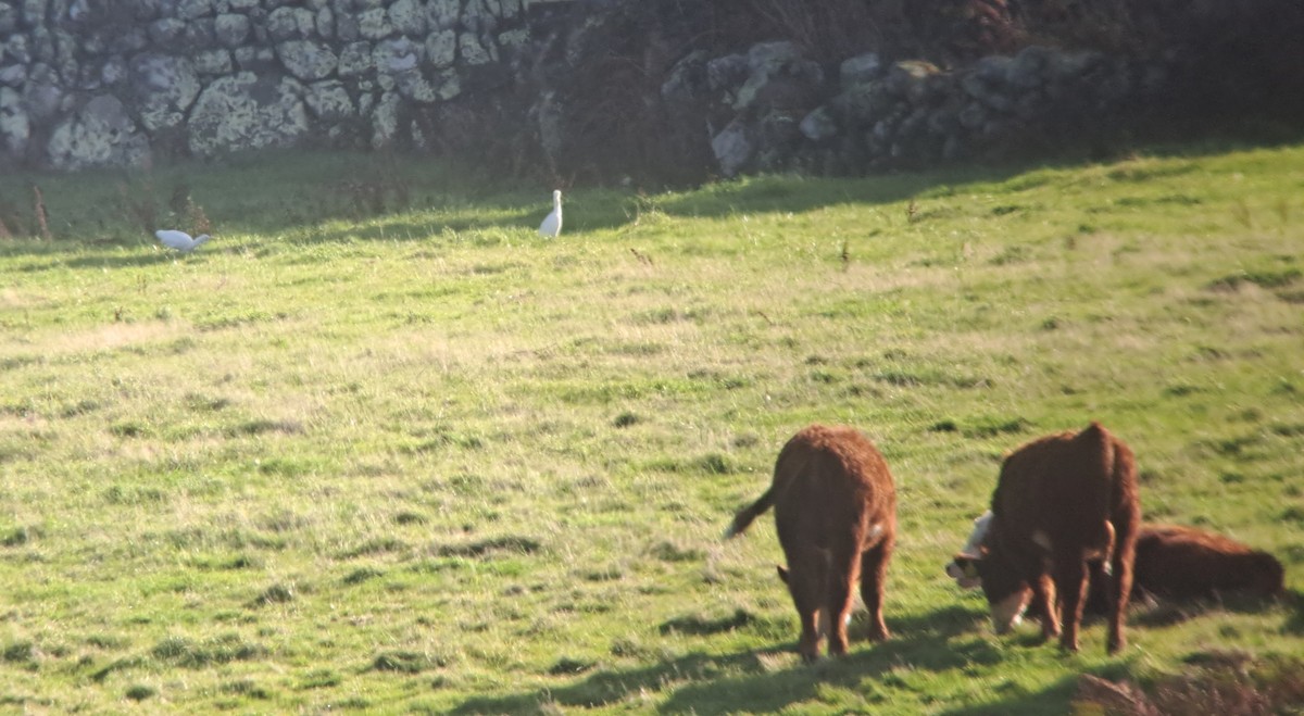 Western Cattle-Egret - ML644414140