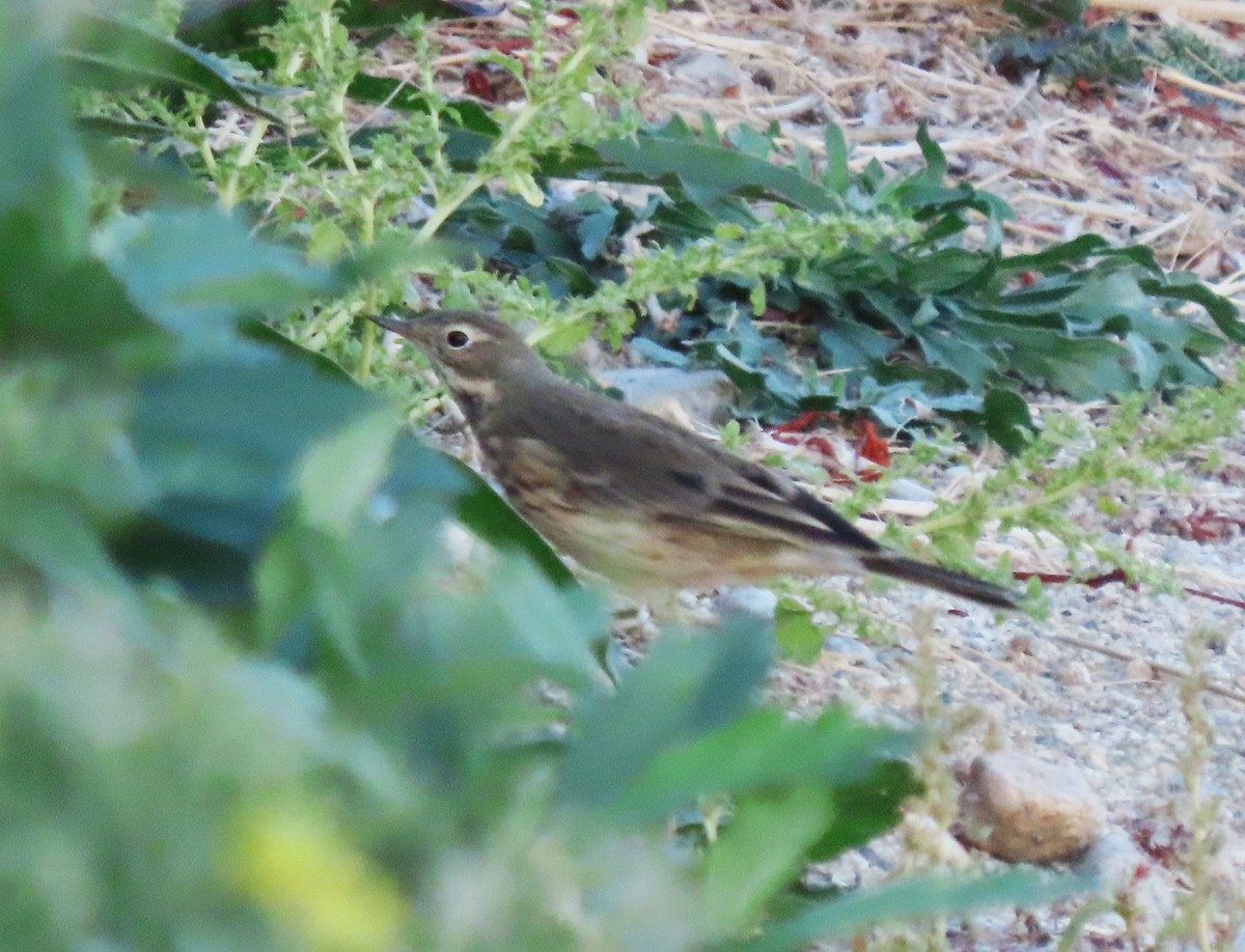 American Pipit - ML644414142