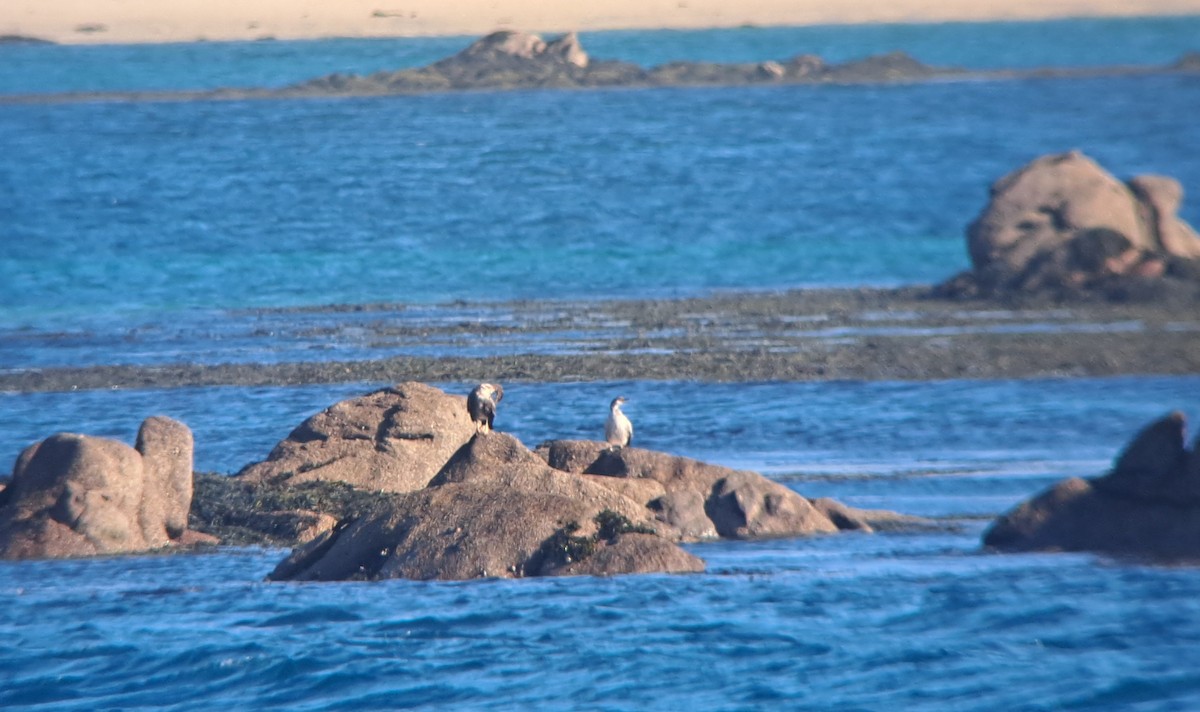 European Shag (Atlantic) - ML644414143