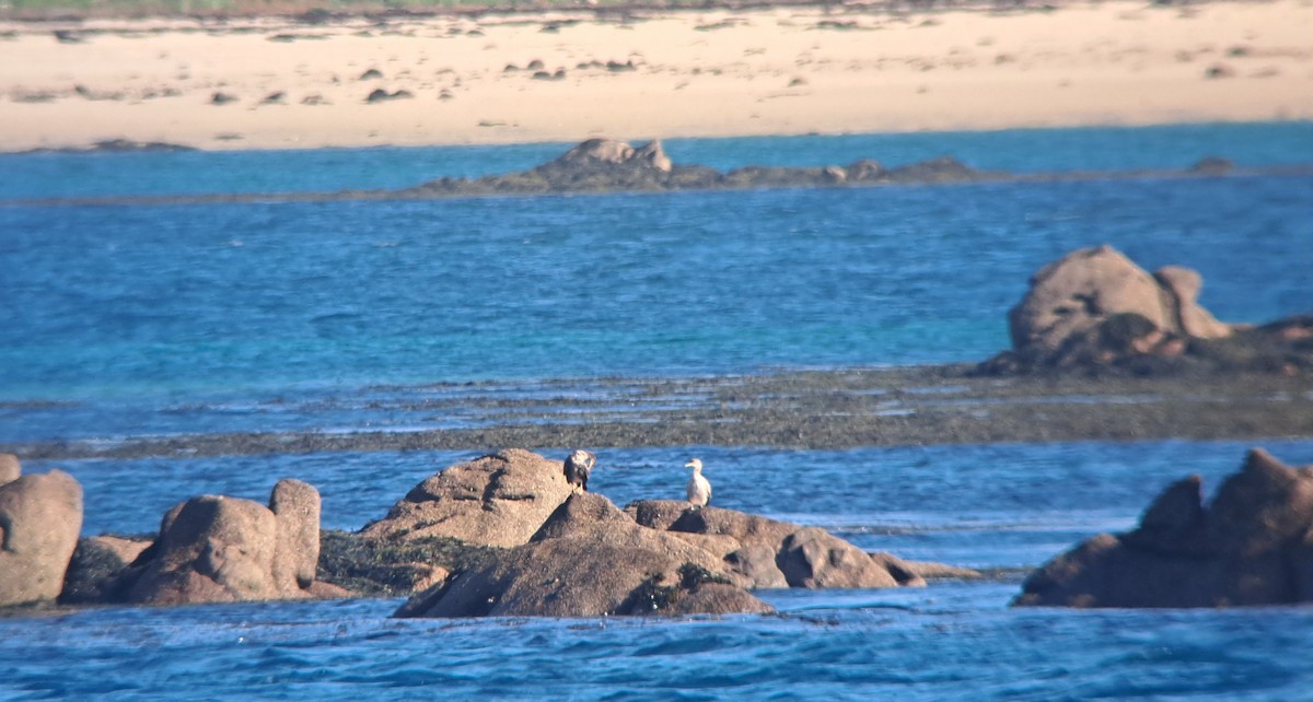 European Shag (Atlantic) - ML644414144
