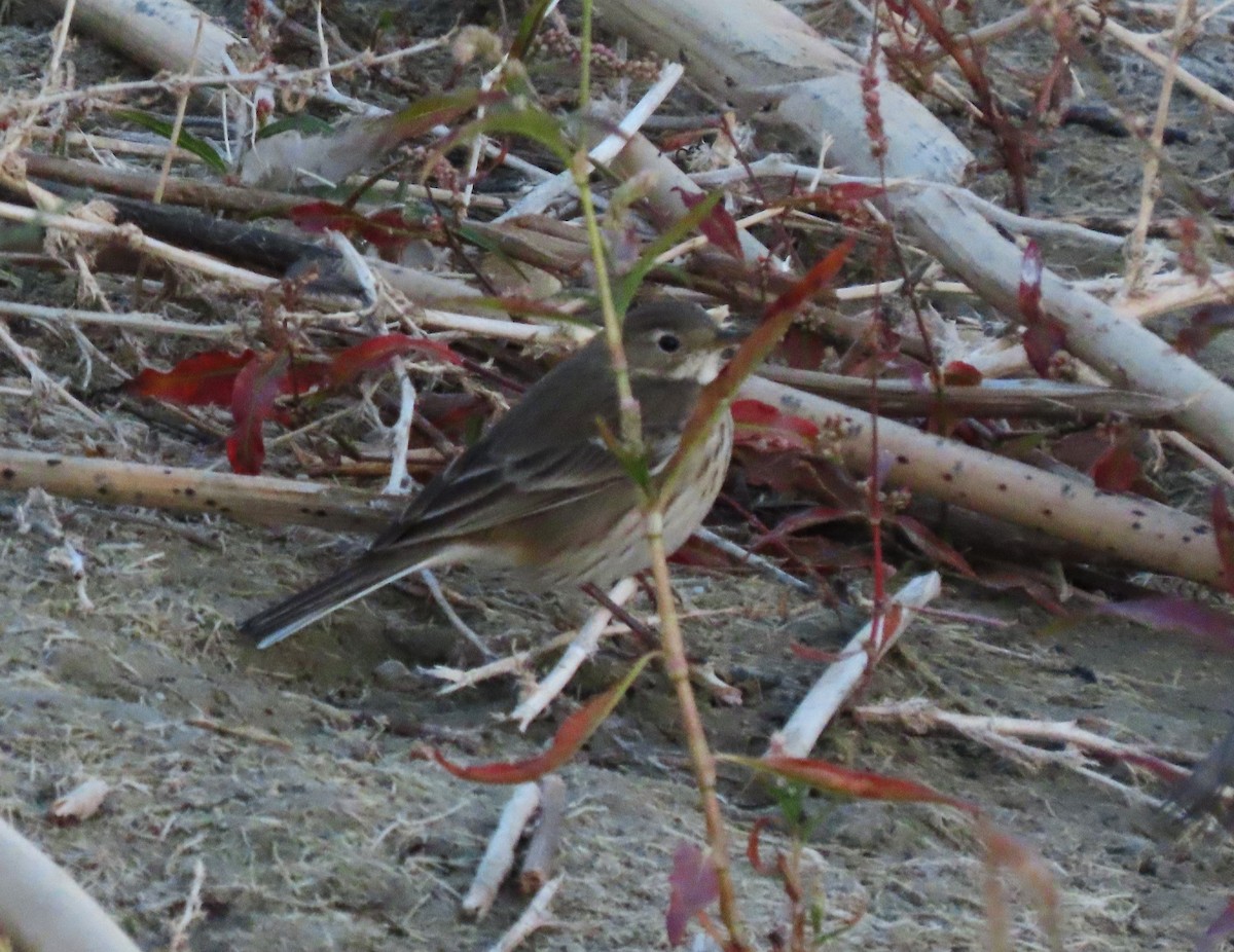American Pipit - ML644414146