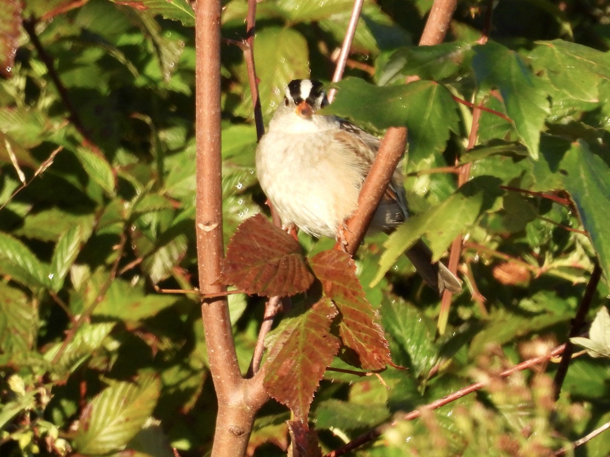 Белобровая овсянка - ML644414151