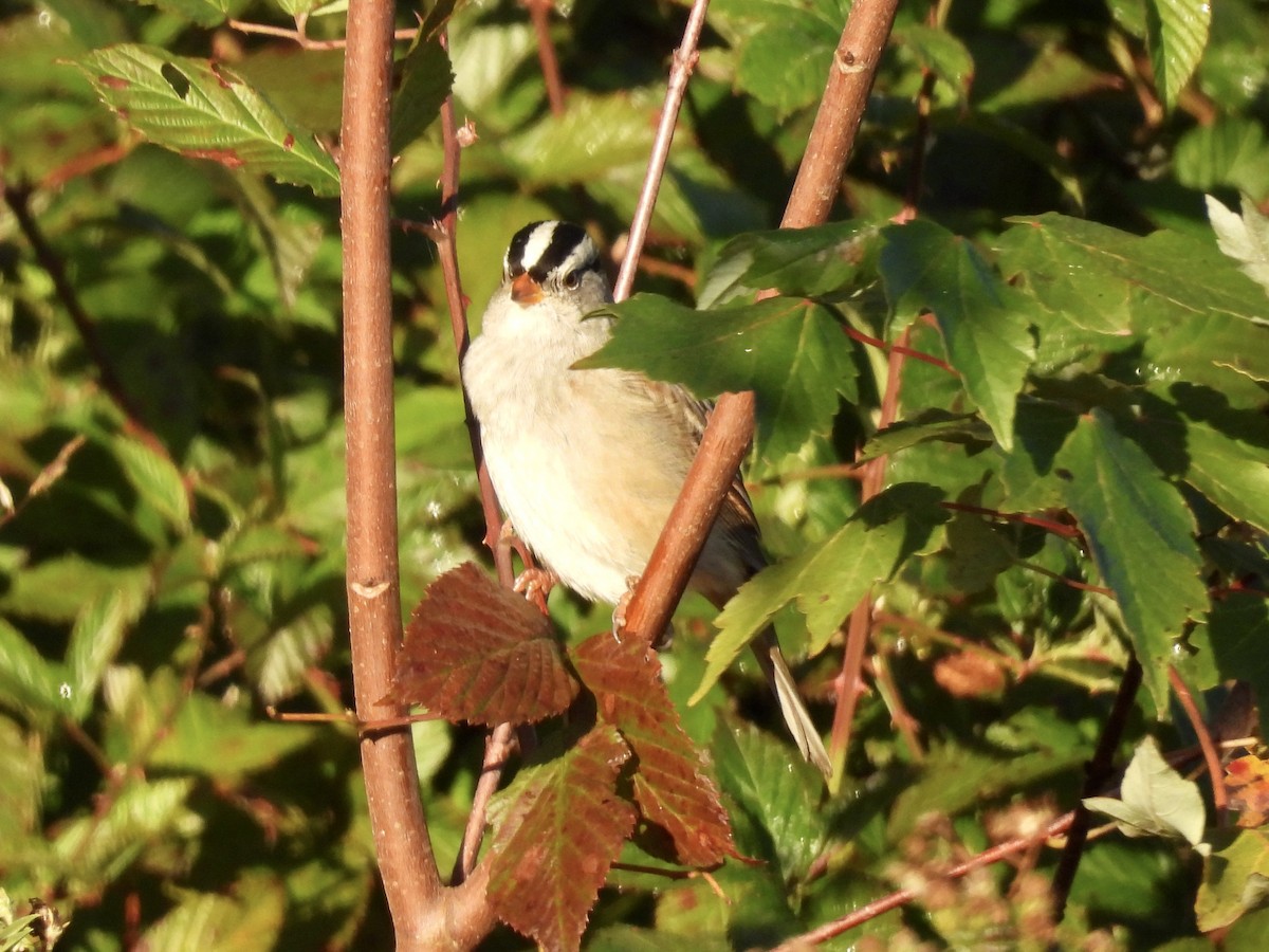 Белобровая овсянка - ML644414152