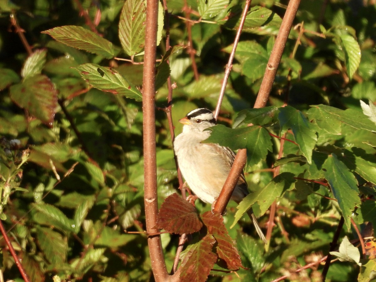 Белобровая овсянка - ML644414153