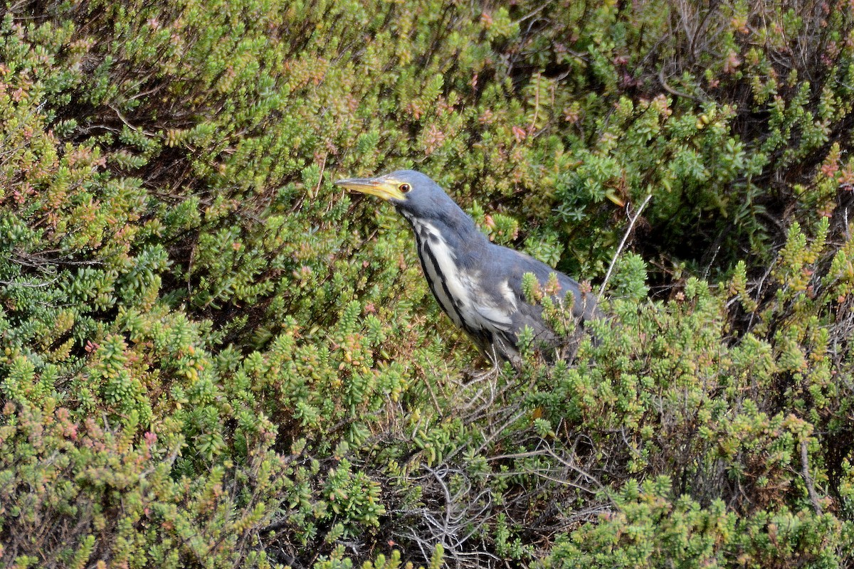 Kurşuni Küçük Balaban - ML644414155