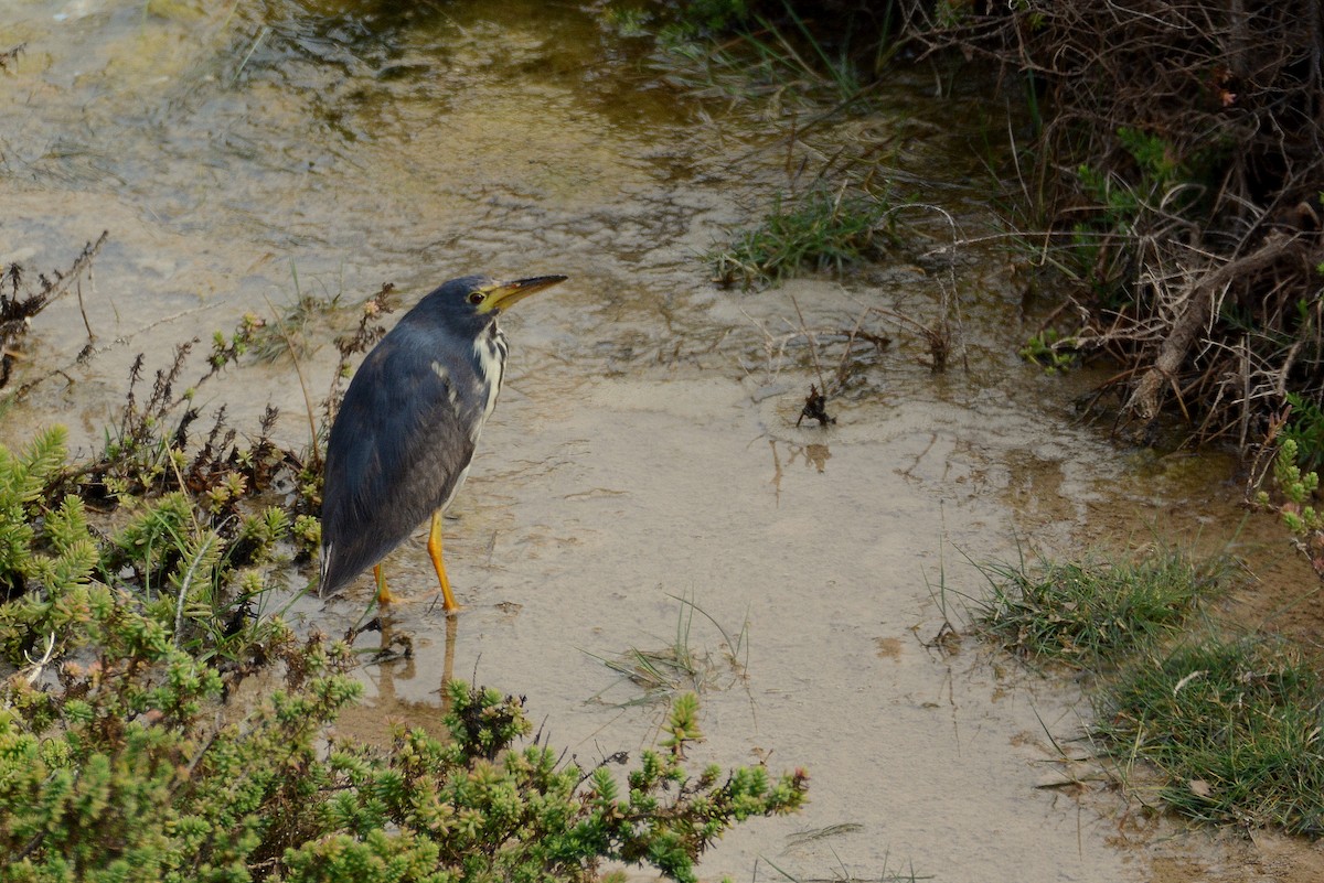 Kurşuni Küçük Balaban - ML644414156