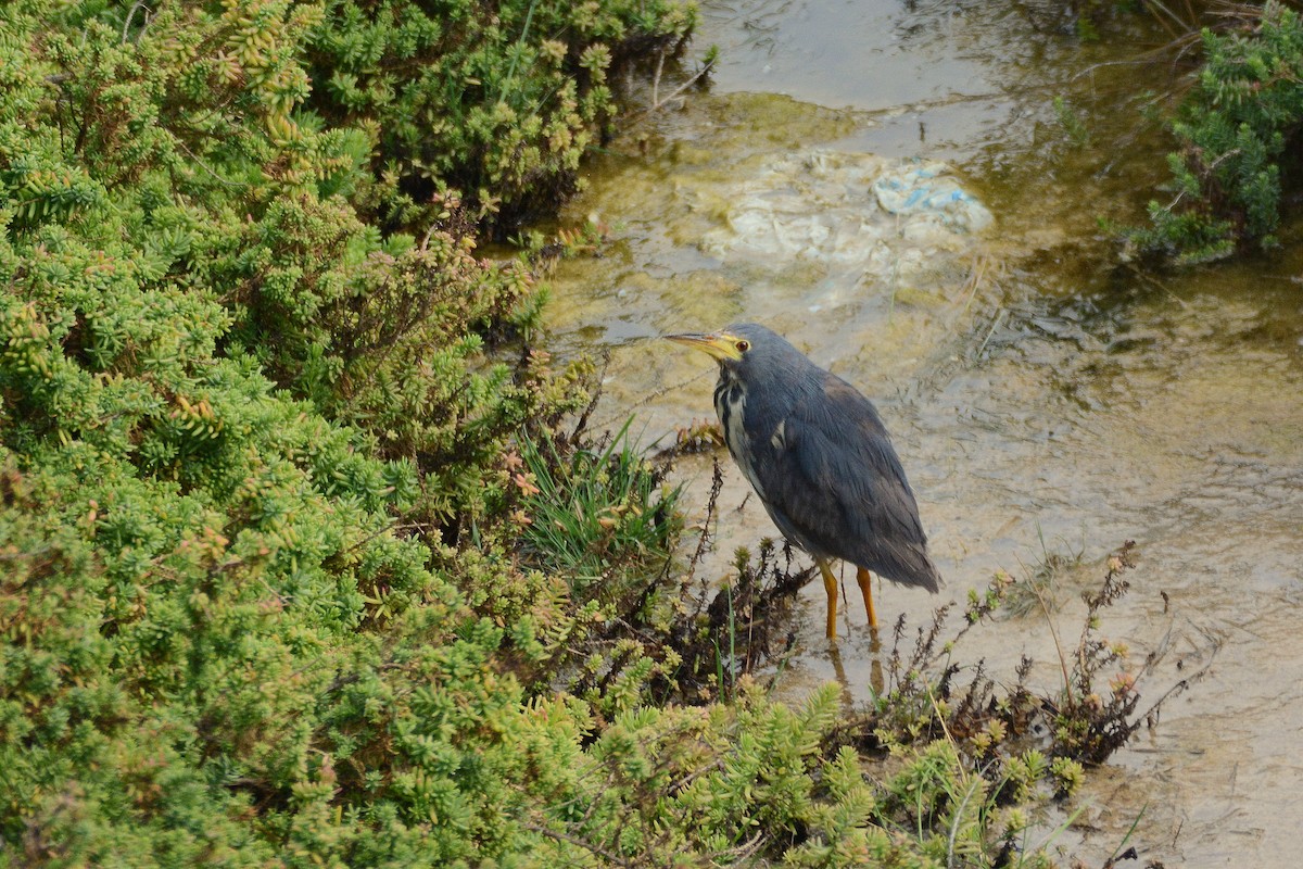 Kurşuni Küçük Balaban - ML644414157