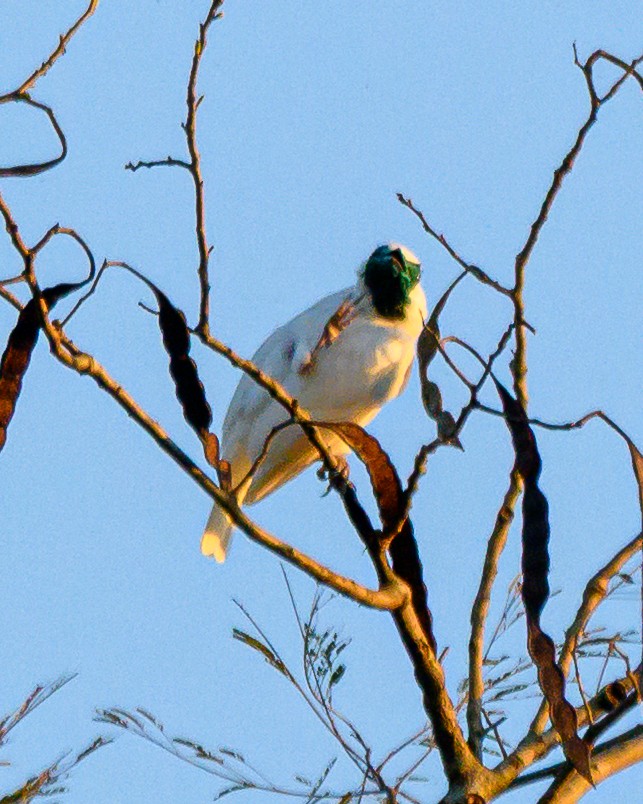 Арапонга голошия - ML644414158