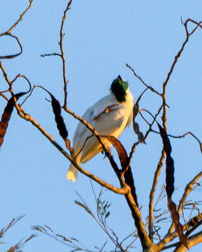 Арапонга голошия - ML644414159