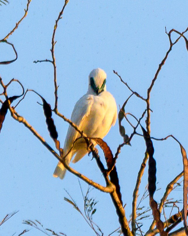 Арапонга голошия - ML644414160