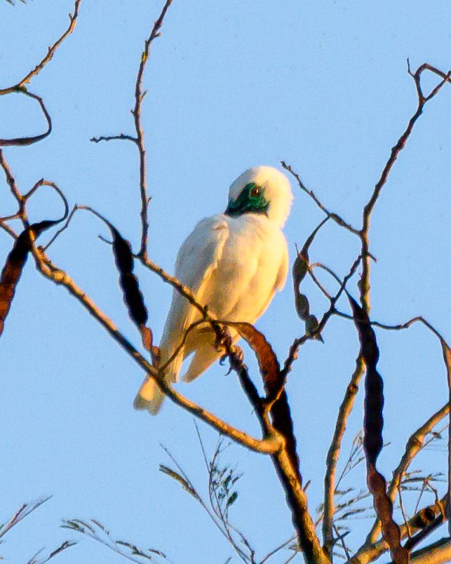 Арапонга голошия - ML644414161