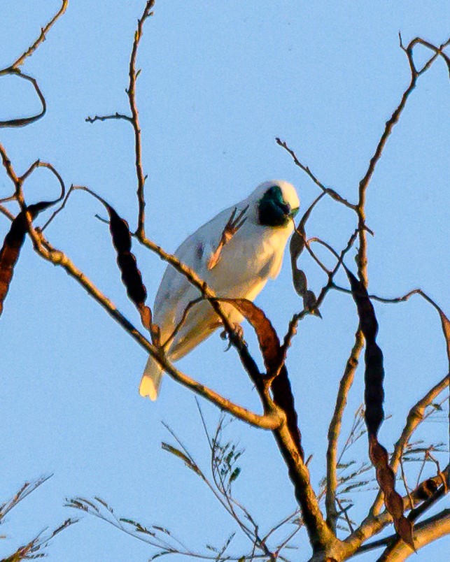 Арапонга голошия - ML644414163