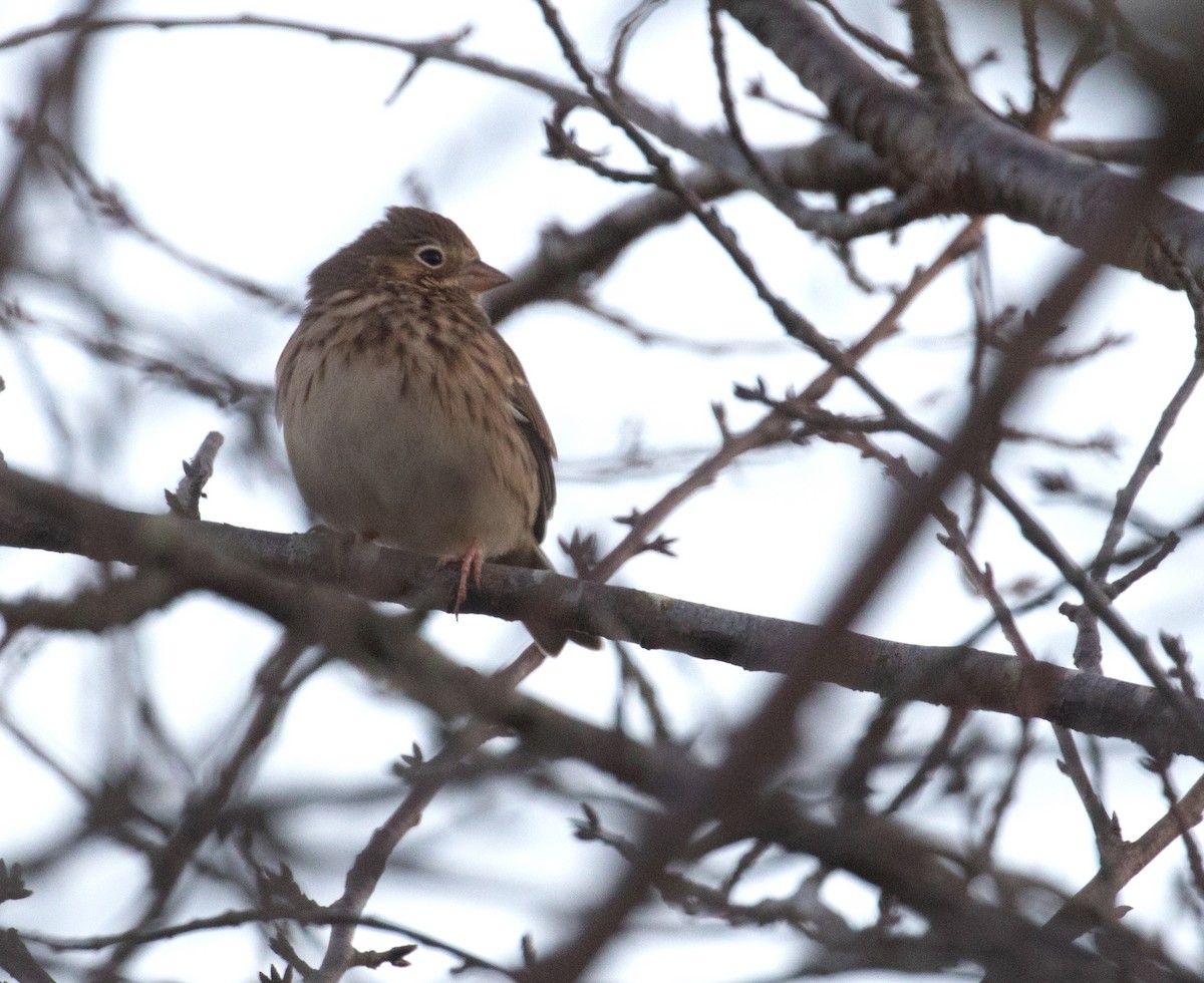 Пасовник польовий - ML644414173