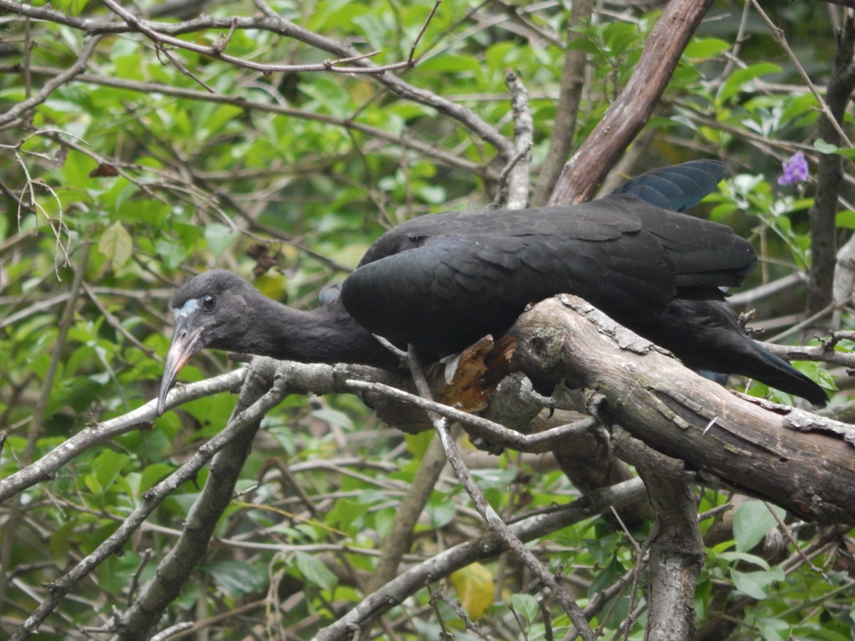 Bare-faced Ibis - ML644414177