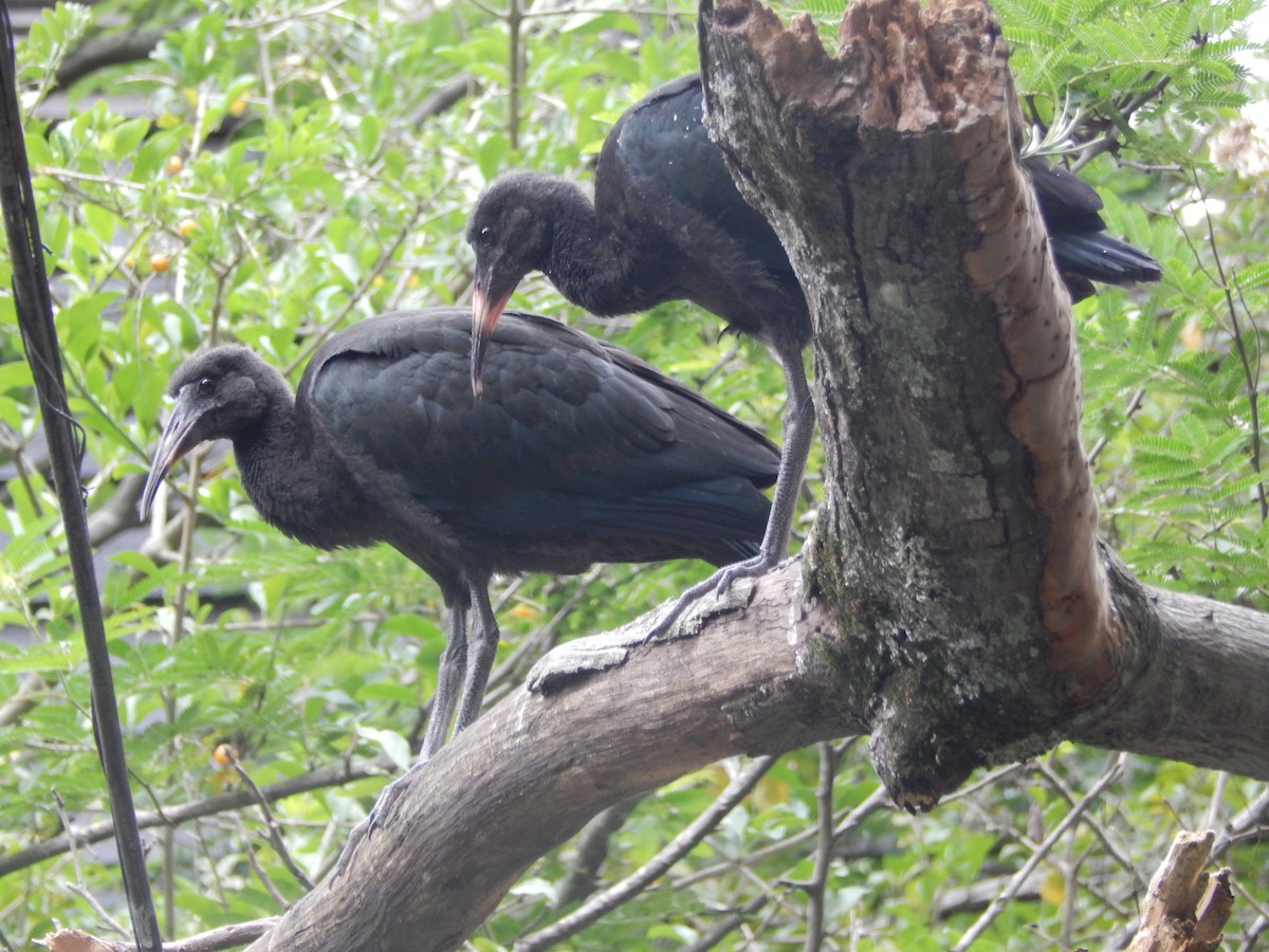 Bare-faced Ibis - ML644414178
