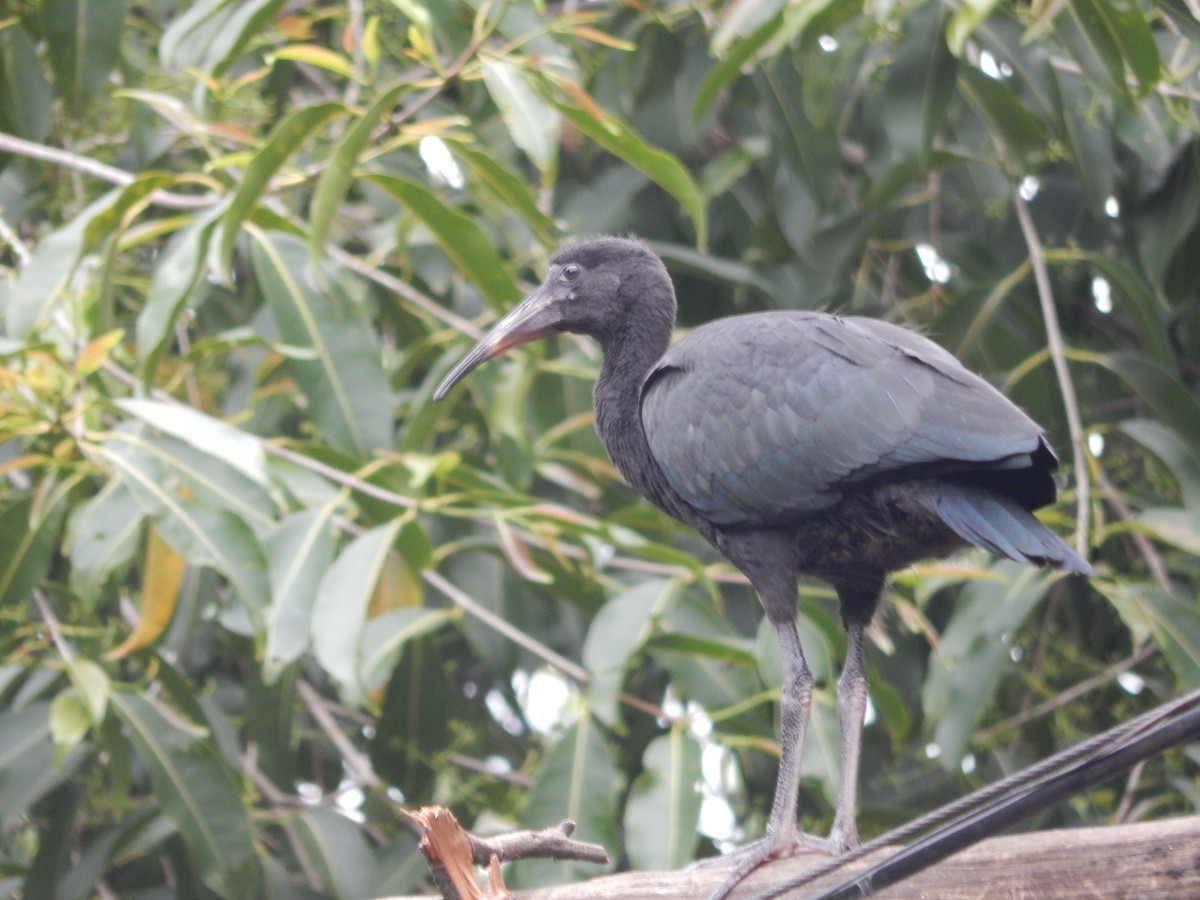 Bare-faced Ibis - ML644414179