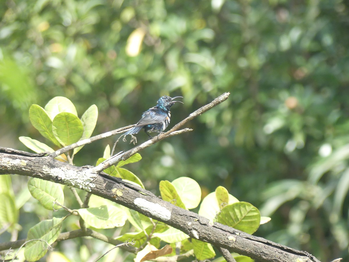 Purple Sunbird - ML644414183