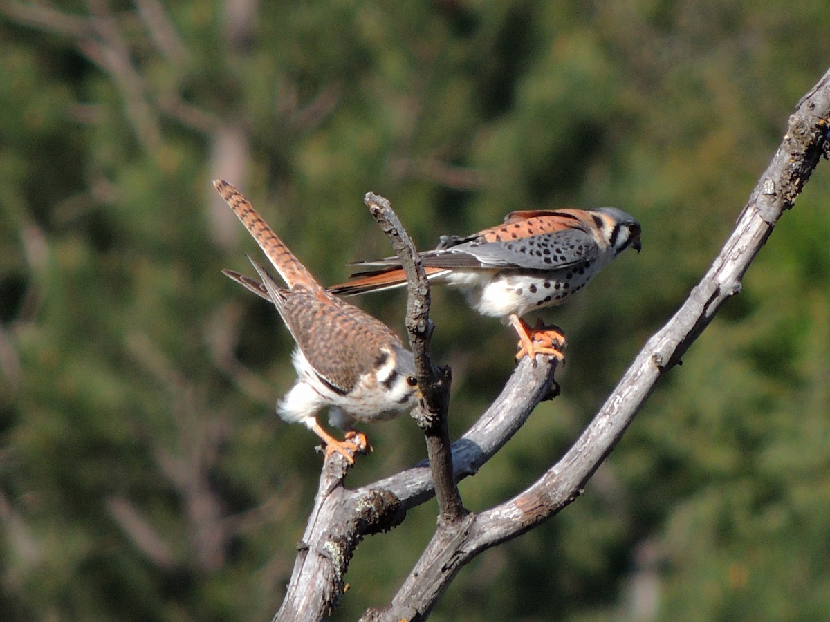American Kestrel - ML644414186