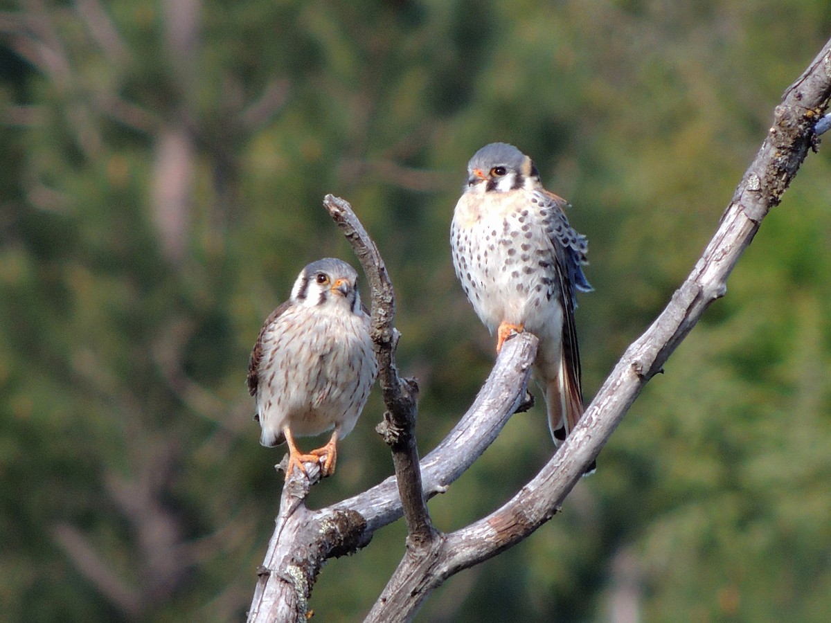 American Kestrel - ML644414187