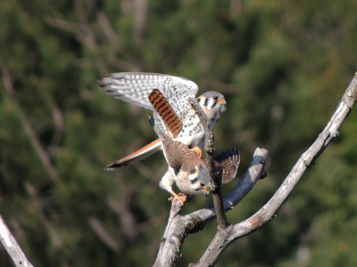 American Kestrel - ML644414188