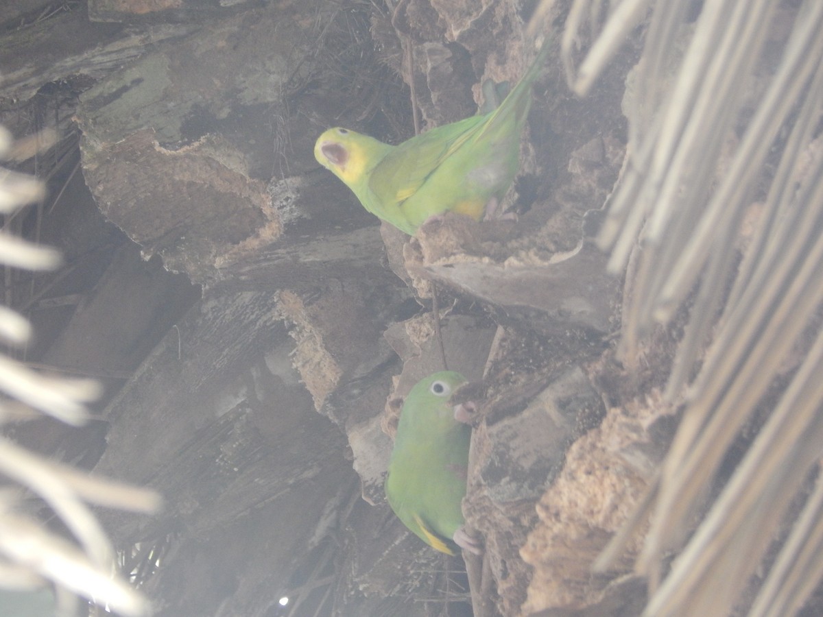 Yellow-chevroned Parakeet - ML644414189