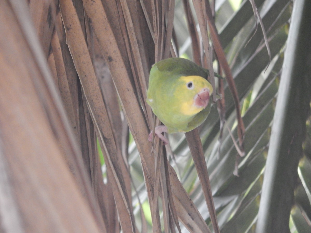 Yellow-chevroned Parakeet - ML644414190