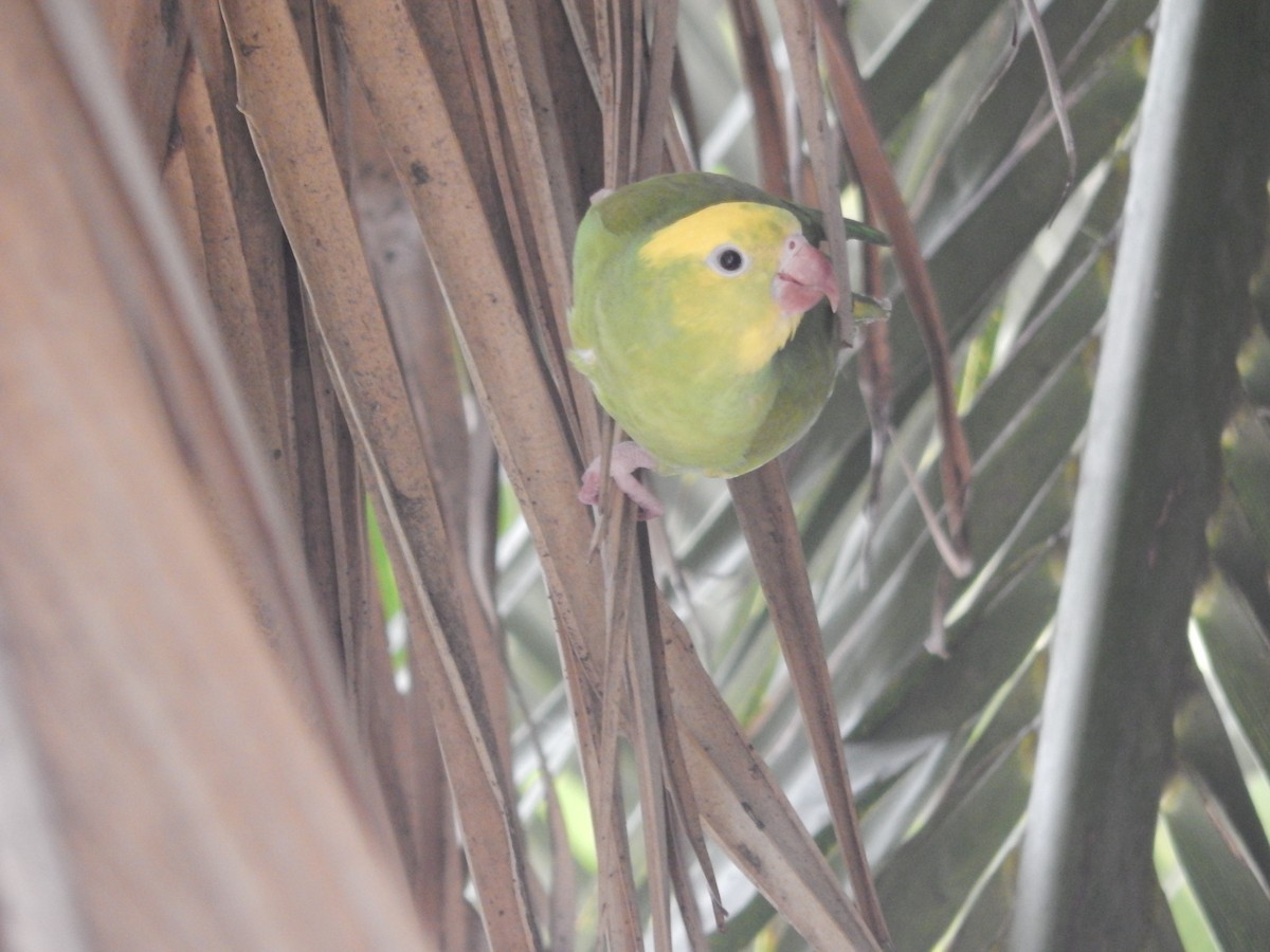 Yellow-chevroned Parakeet - ML644414191