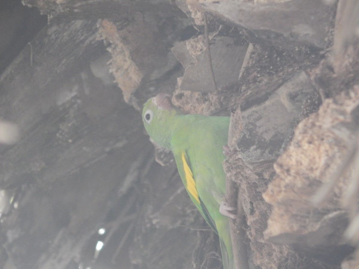 Yellow-chevroned Parakeet - ML644414192