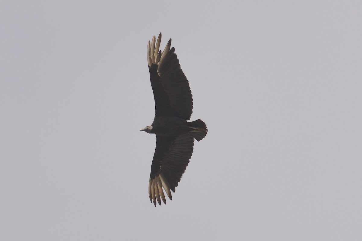 Black Vulture - ML644414201