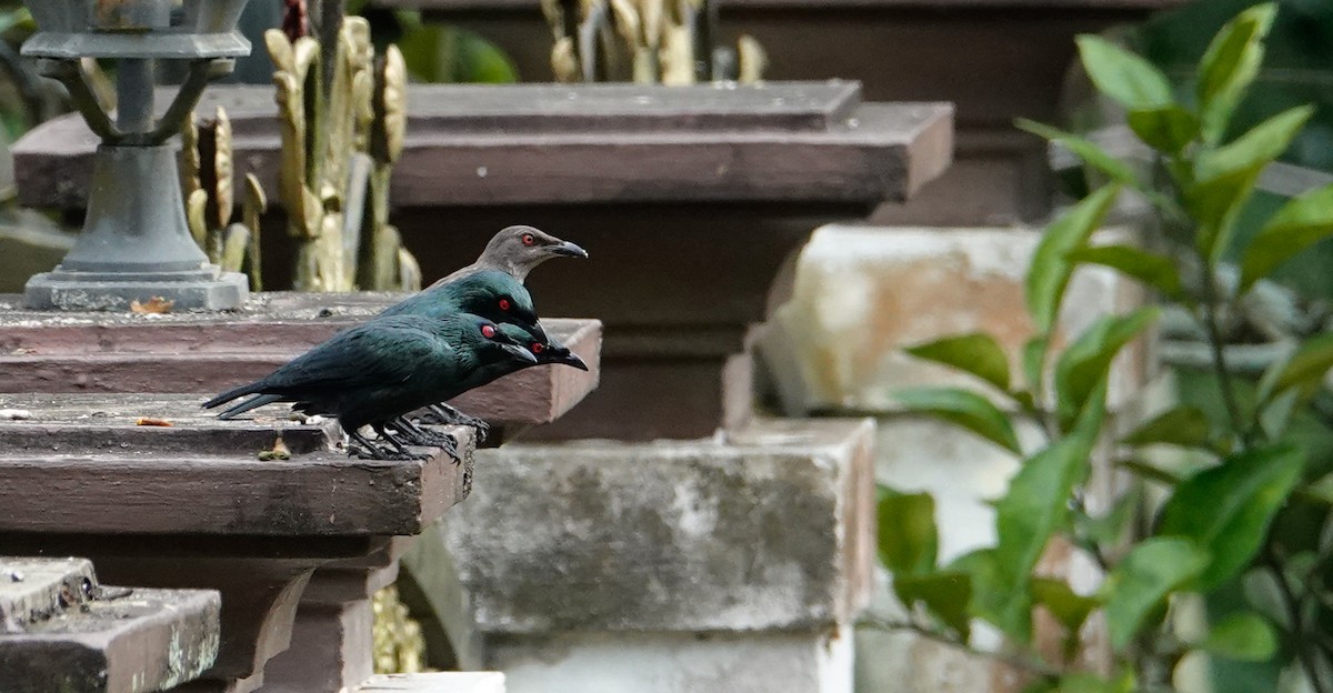 špaček rudooký - ML644414204