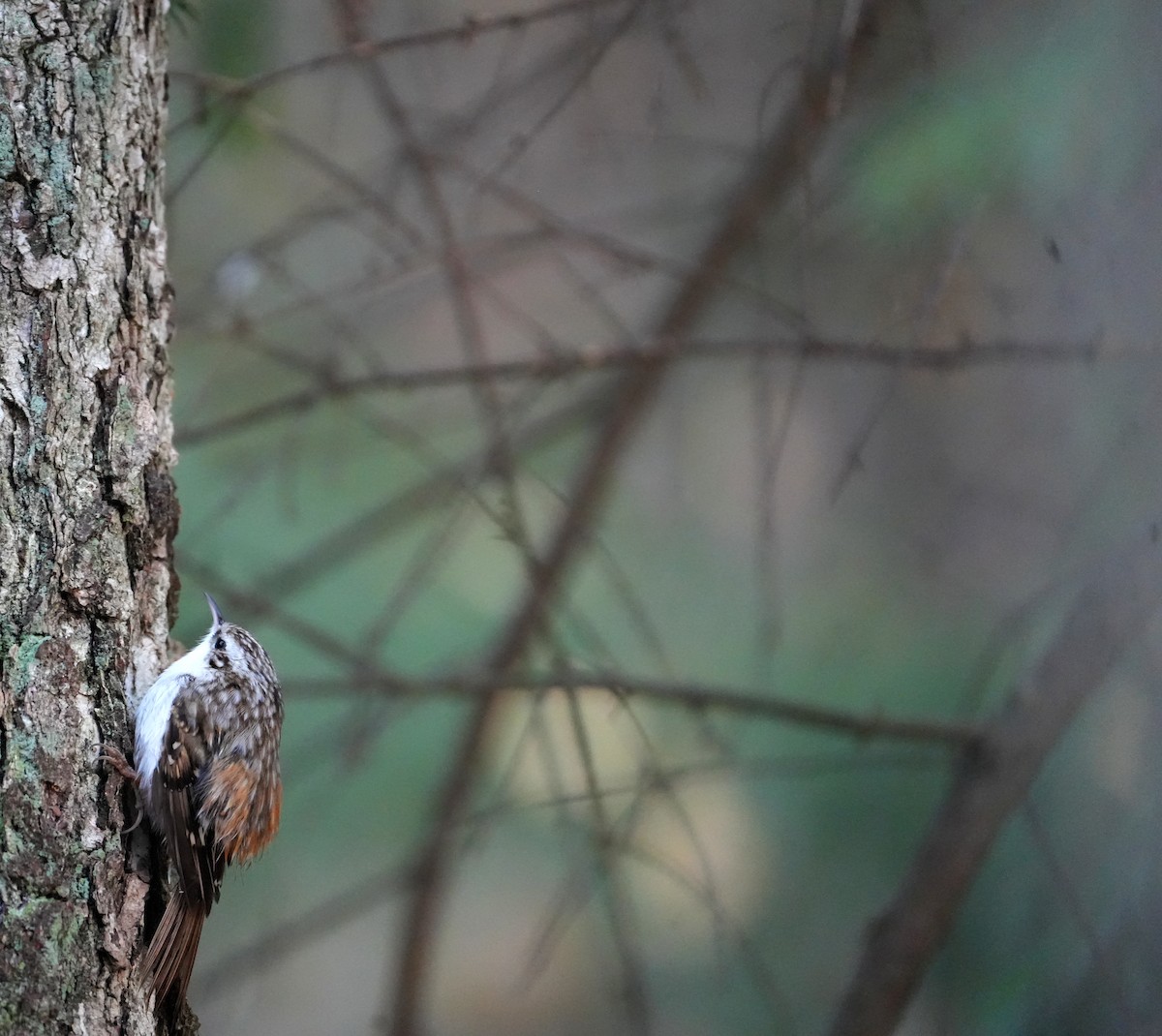 Хөвчийн бялзуумар - ML644414206