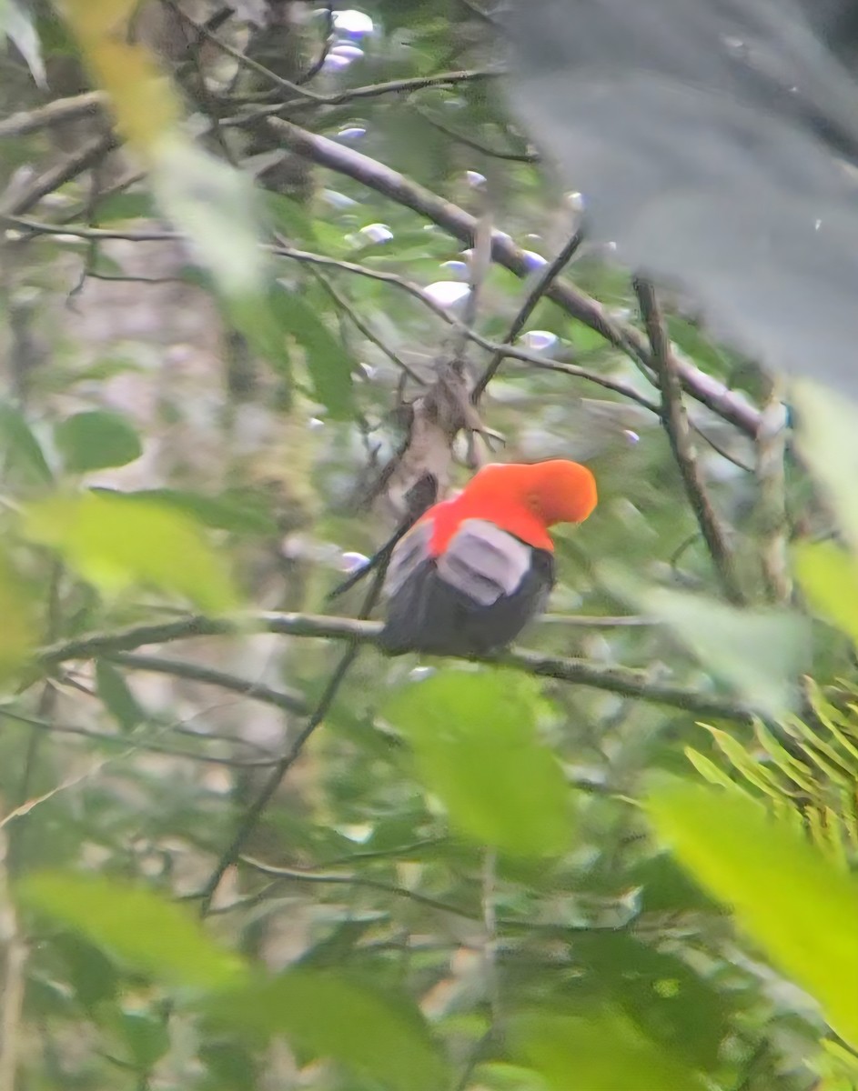 Andean Cock-of-the-rock - ML644414207