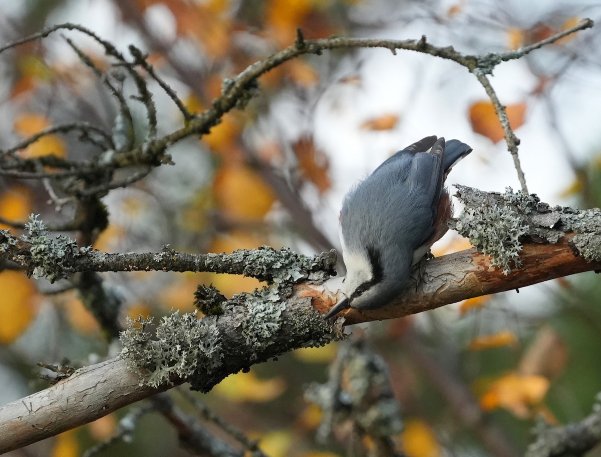Eurasian Nuthatch - ML644414209