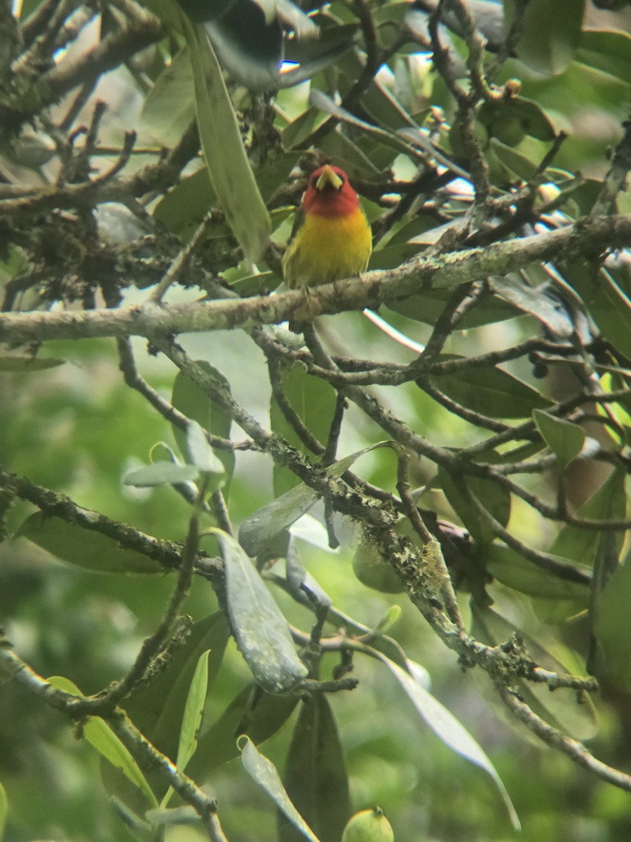 Red-headed Barbet - ML644414212
