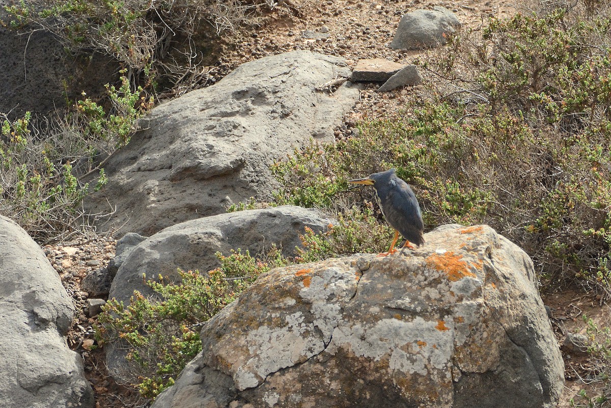 Kurşuni Küçük Balaban - ML644414234